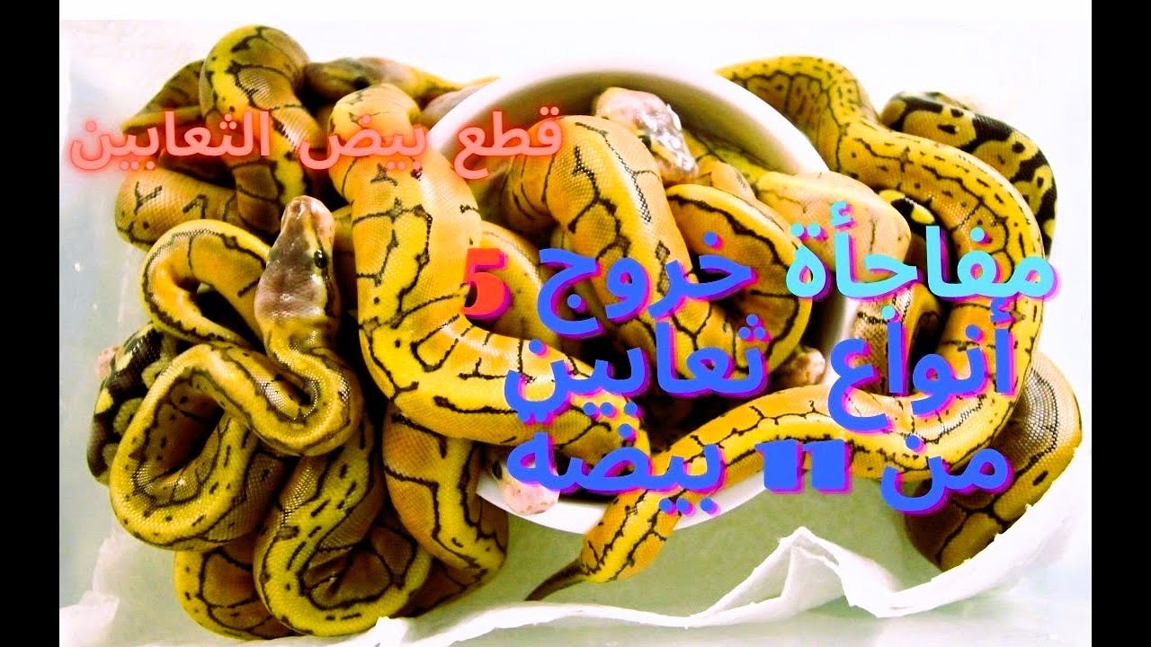 مفاجأة خروج 5 أنواع  ثعابين مختلفة من بيض الثعابين وكيفية تقطيع  بيض الثعابين؟  Snake egg cutting