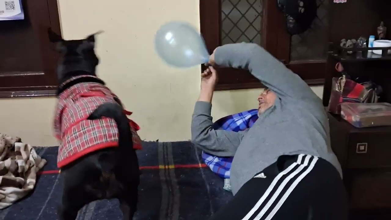 चेरी का गेम खेलने का तरीका देखो चेरी खिलाड़ी नंबर वन है 🐕👍👀👌 #dog #video #viral #punctual Cherry 