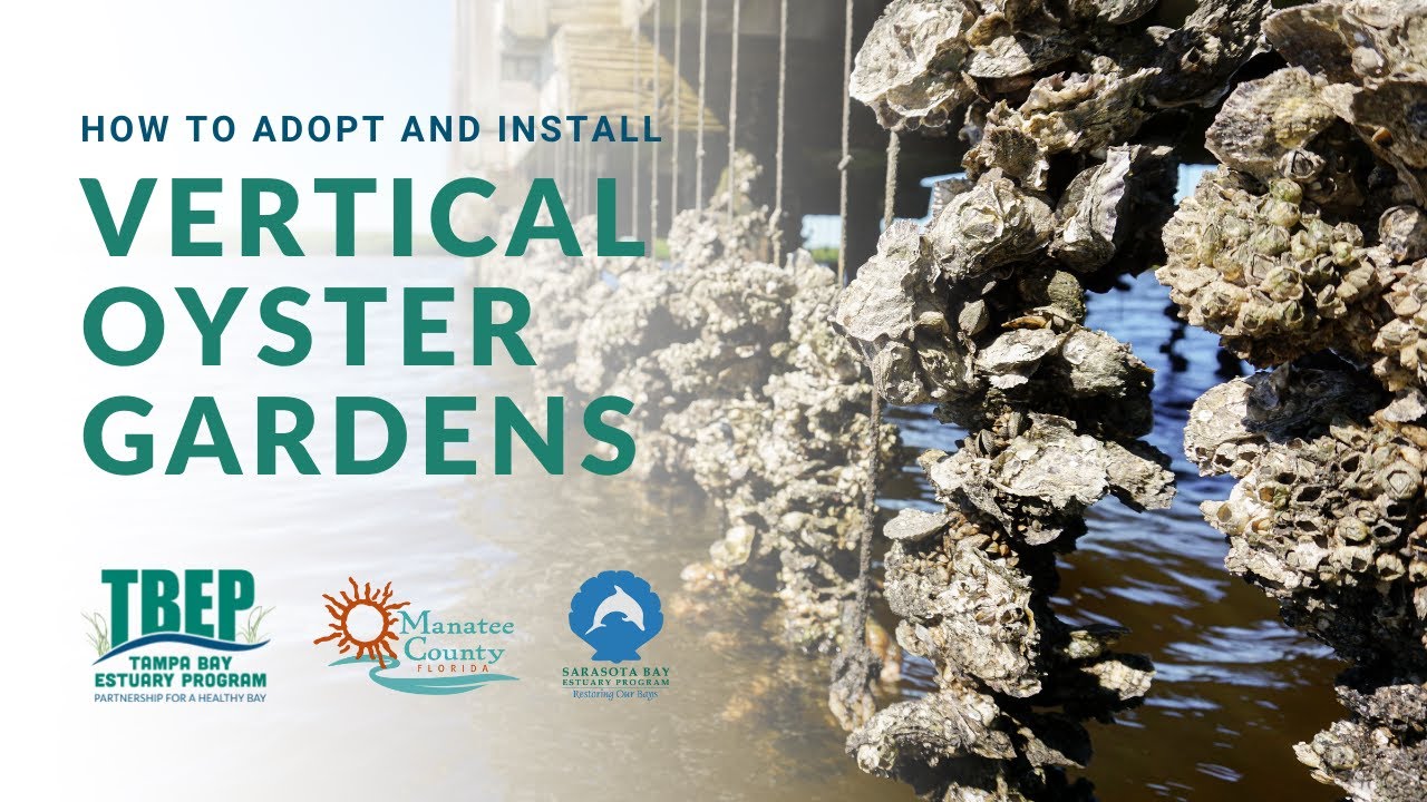 How to Adopt and Install Vertical Oyster Gardens