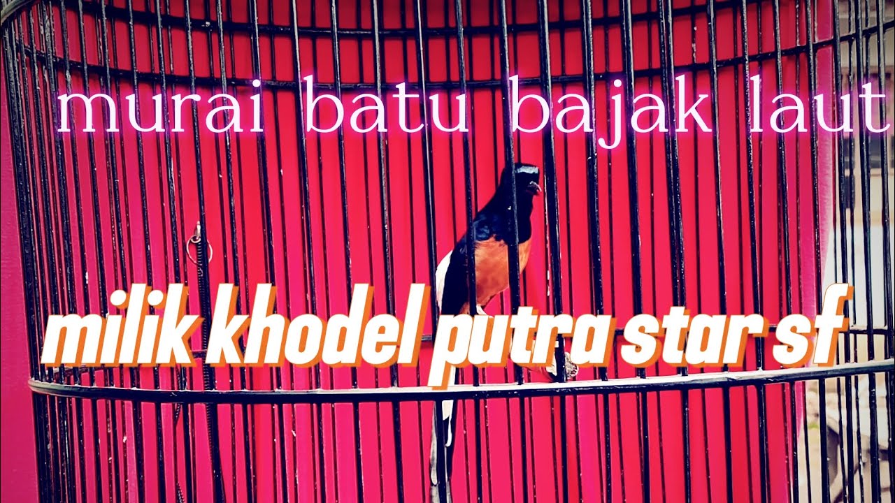 Pancingan murai batu pagi hari