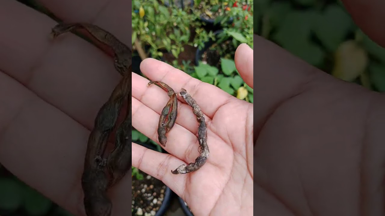 Tutorial memperbanyak pohon kacang hijau dari biji. #garden #menanam 