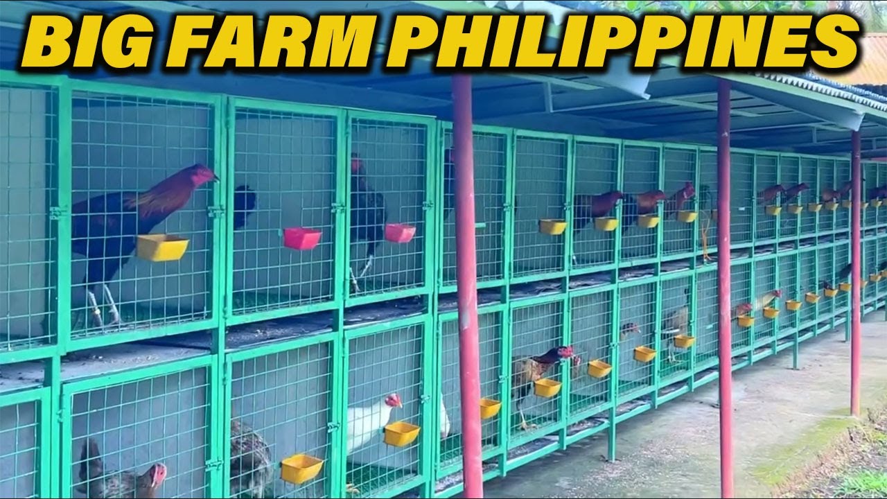 PERUVIAN !! Kate and Kurt Farm In Sorsogon Philippines | Peruvian Breeder