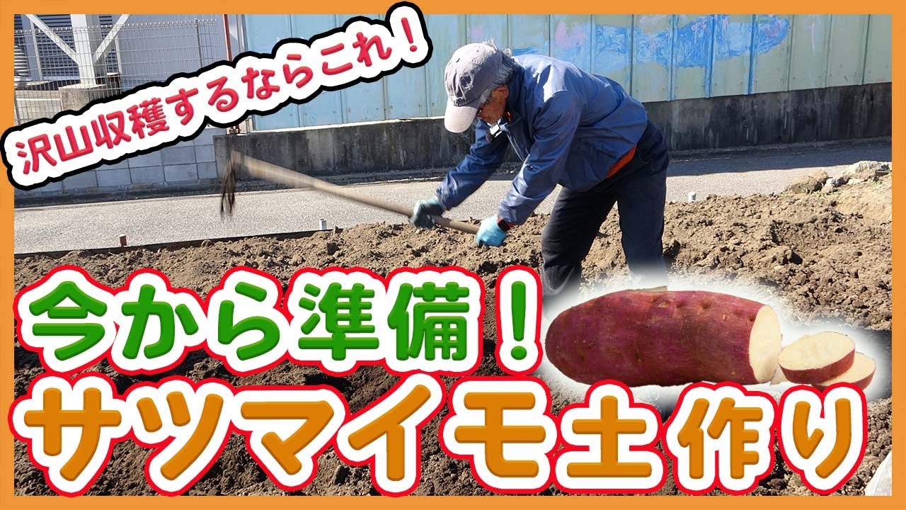 サツマイモ栽培の準備！家庭菜園や農園で薩摩芋を沢山収穫するための土作りやサツマイモの育て方を徹底解説！/ Making sweet potato soil in a vegetable garden.