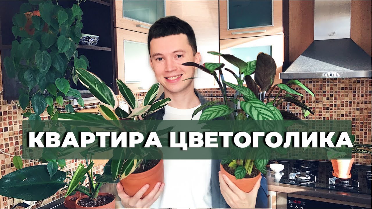 Обзор Комнатных Растений » РумТур » 40 Растений В Квартире 40 кв.м.