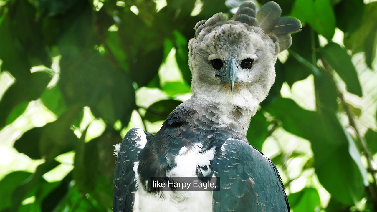Guyana - An Adventure in Birding with James Currie