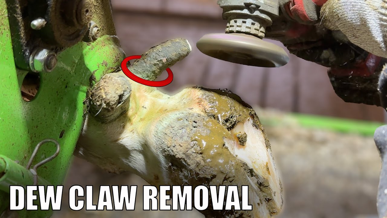 TRIMMING COW's FEET, a BIG tidy up & an ARGUMENT