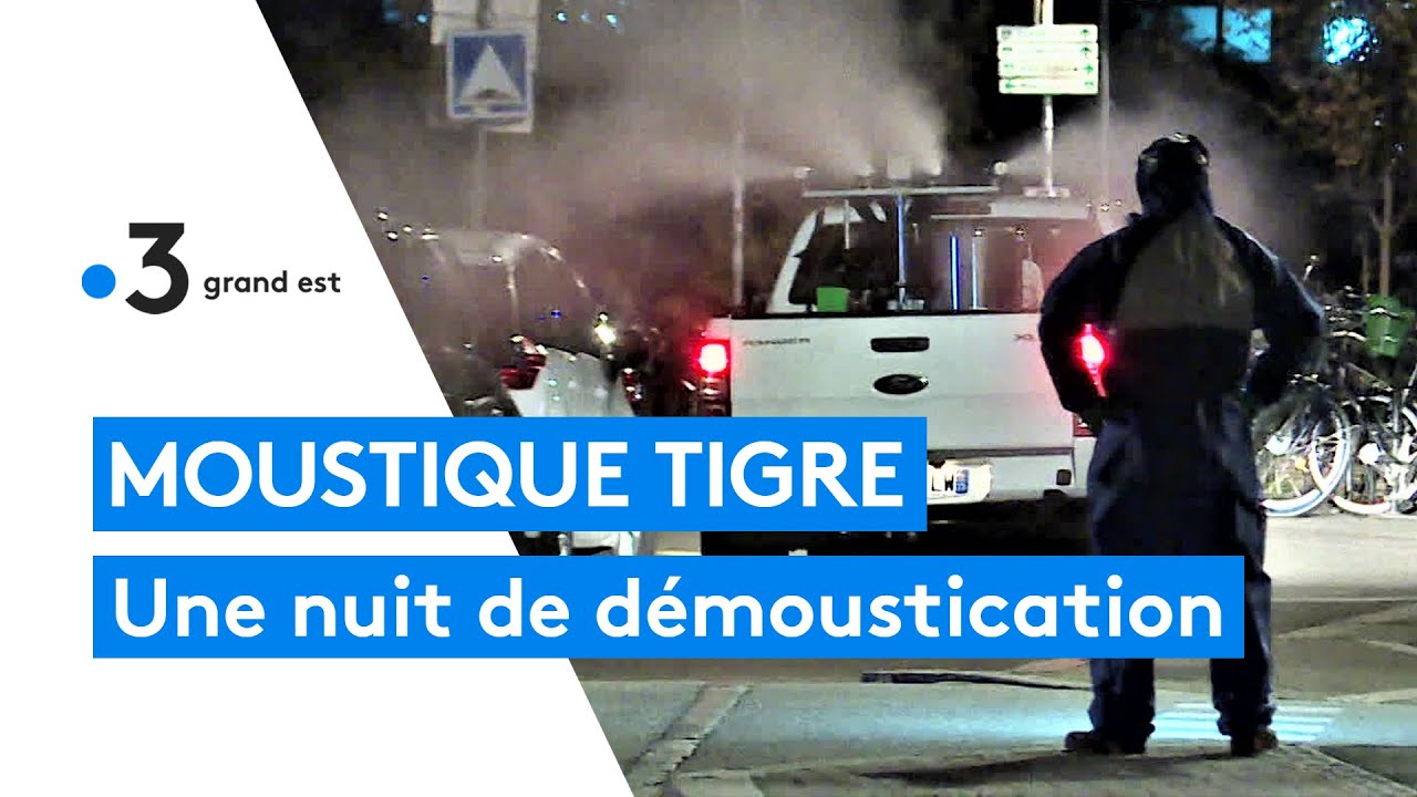 Moustique tigre : une opération de démoustication organisée après un cas de dengue à Strasbourg