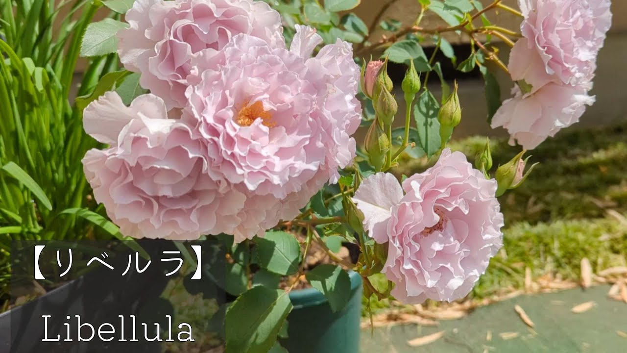 Rose【リベルラ】Libellula～お迎えして1年が経ちました♪～