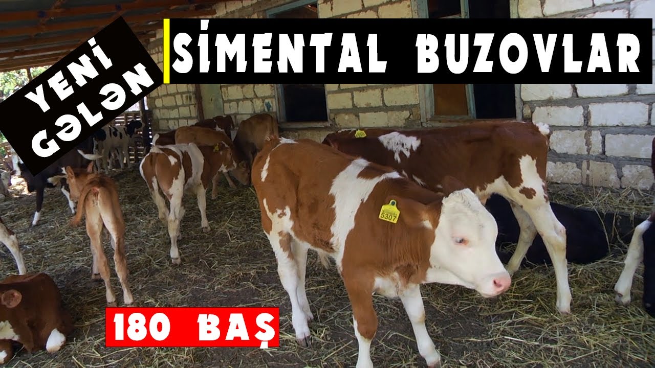 Satilir Super sort Simental və digər buzovlar