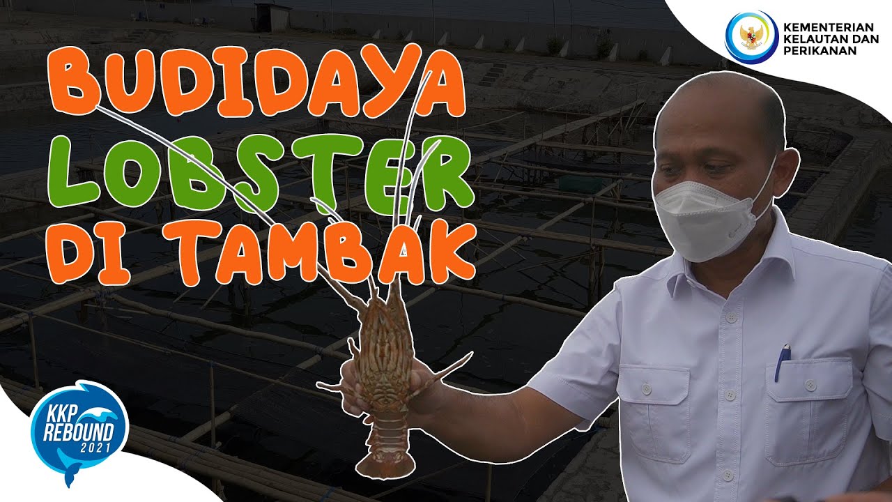 Melihat #Budidaya #Lobster  Air Laut dilakukan di Tambak