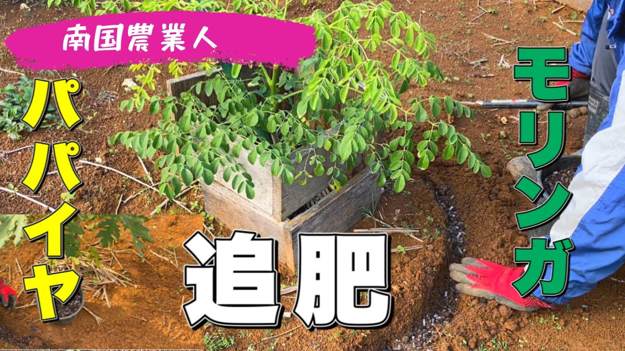 【モリンガ、パパイヤ】モリンガ、パパイヤの追肥！#モリンガ #モリンガ栽培 #パパイヤ #パパイヤ栽培　#追肥 #与論島 #ヨロン島