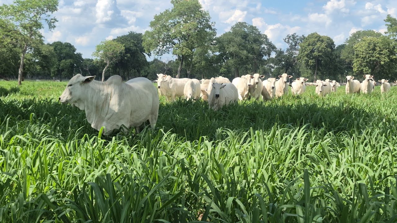 FASE FINAL da NOVILHADA #ENGORDA