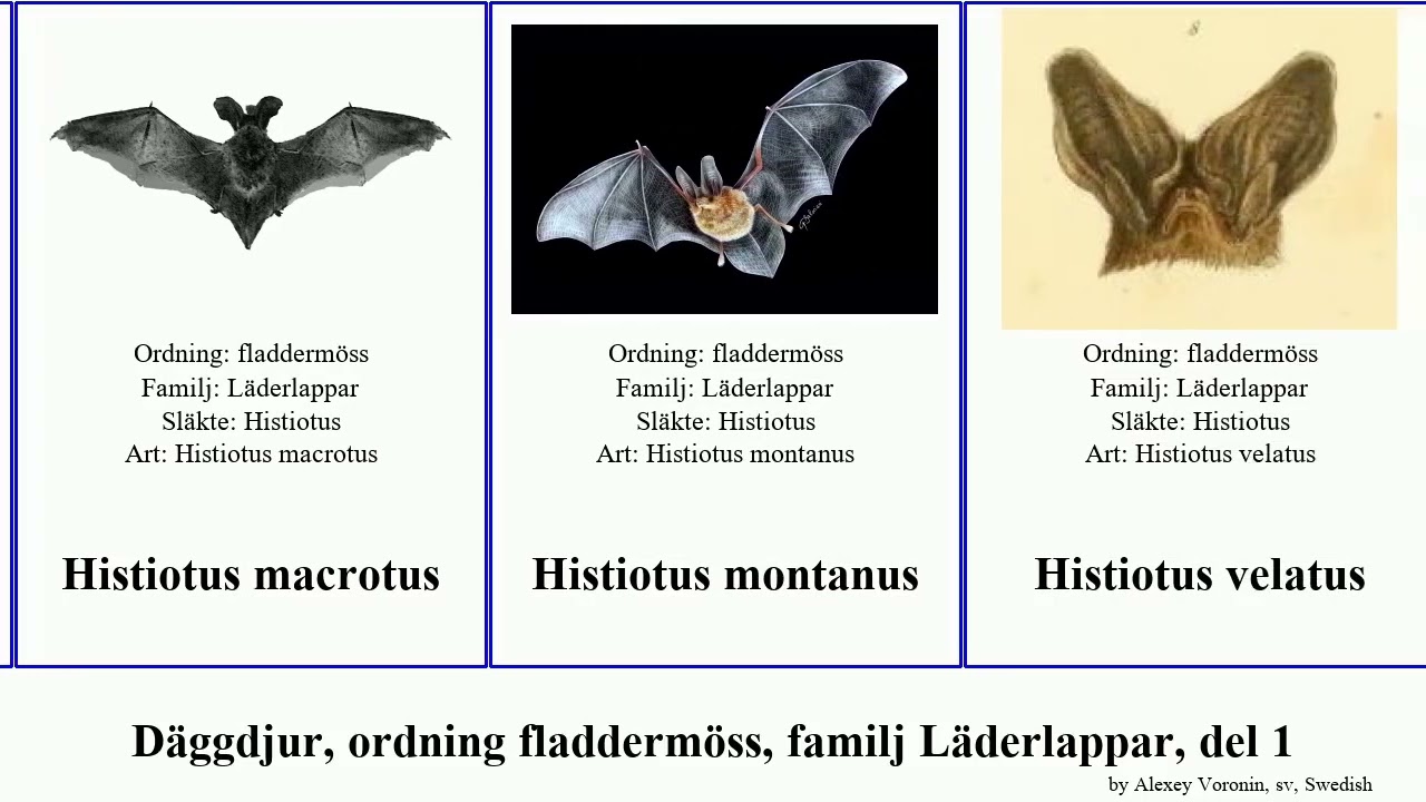 Däggdjur, ordning fladdermöss, familj Läderlappar, del 1 fladdermus eptesicus kerivoula lasiurus