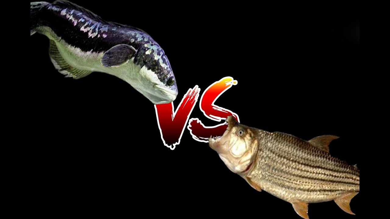 Snakehead vs Tigerfish