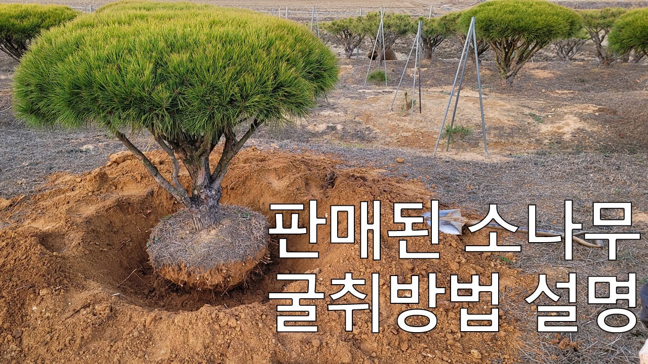 반송 굴취방법 설명 조경수 소나무분양  정원수 관상수PINETREE/WOOD/DISTYIBUTION/BUYTREE