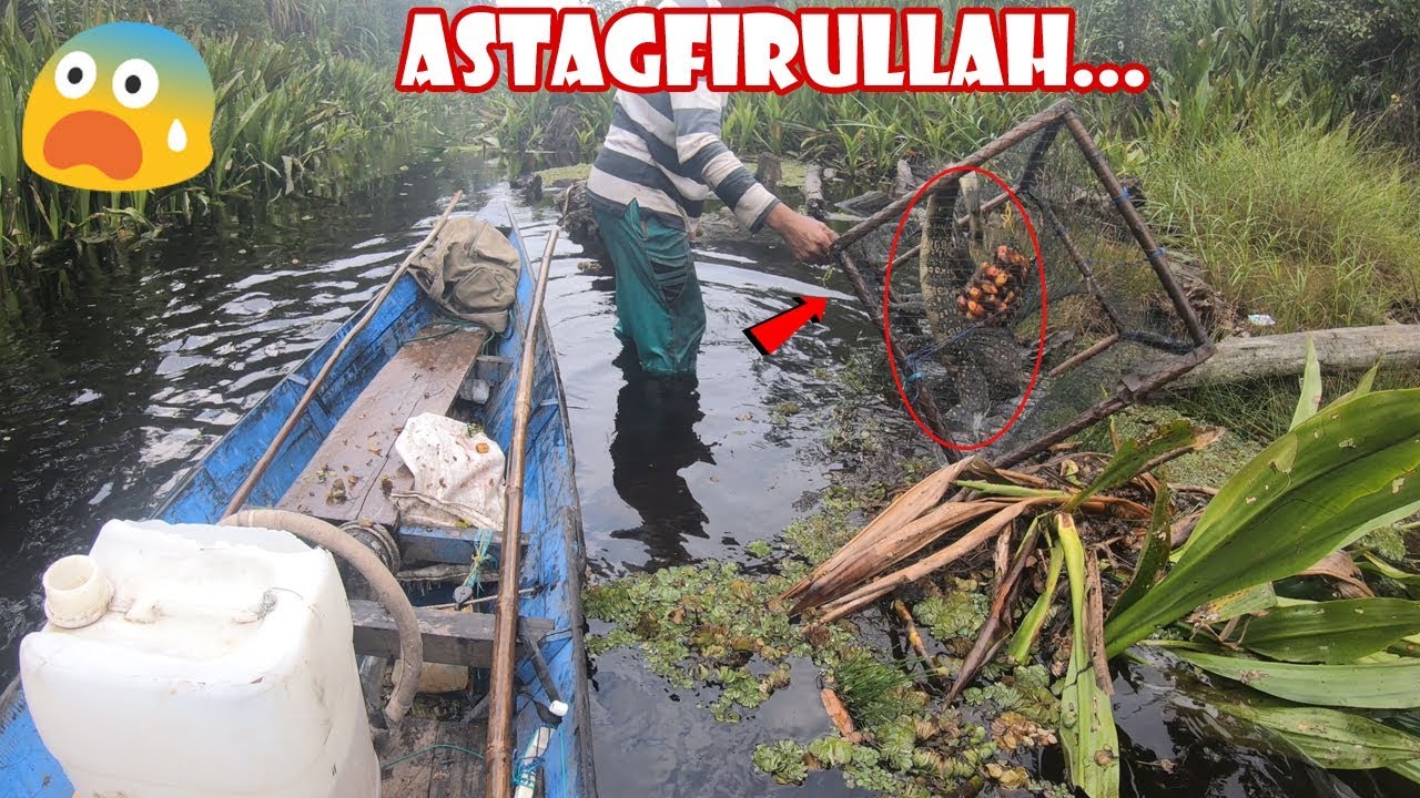Astaga... Monster ini Memakan Semua Ikan Lele Lembat Sampai Kekenyangan #167