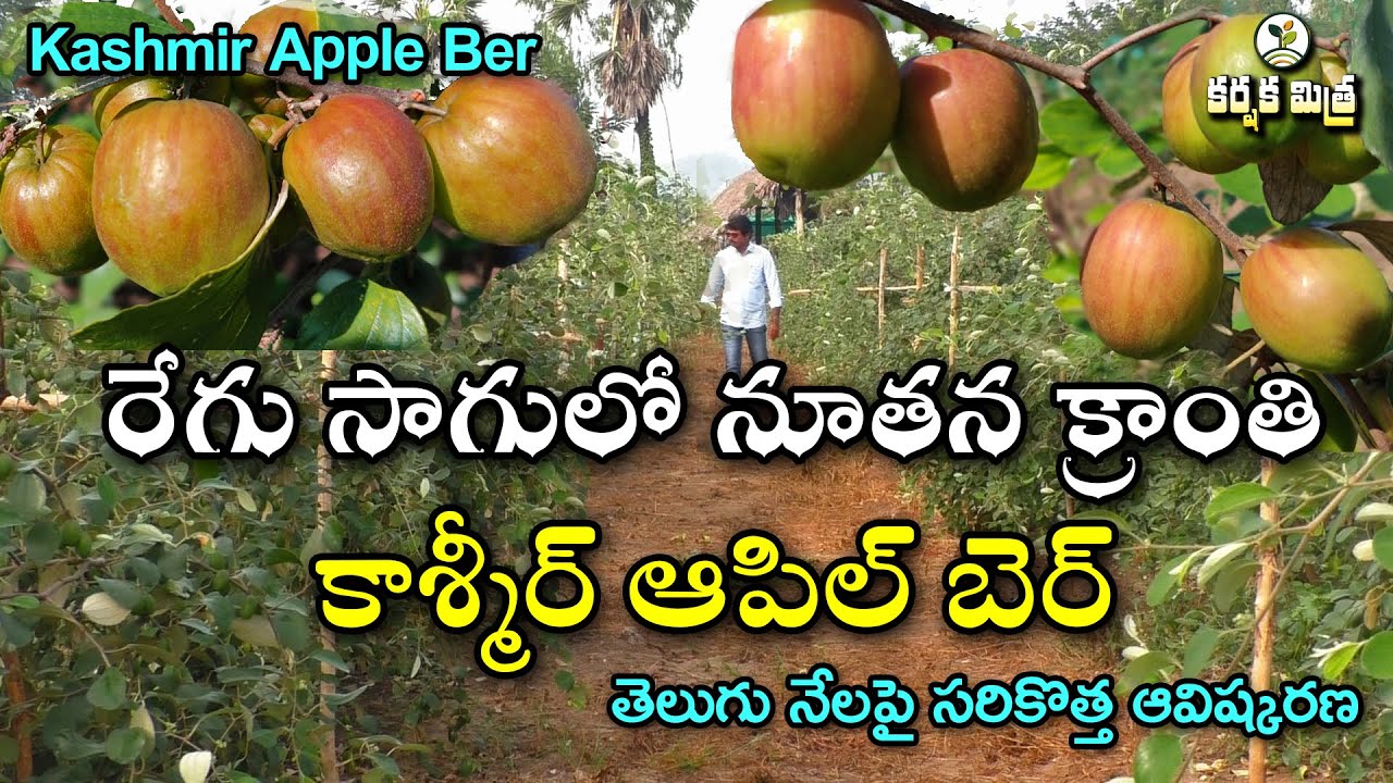 రేగు సాగులో వినూత్న విప్లవం 