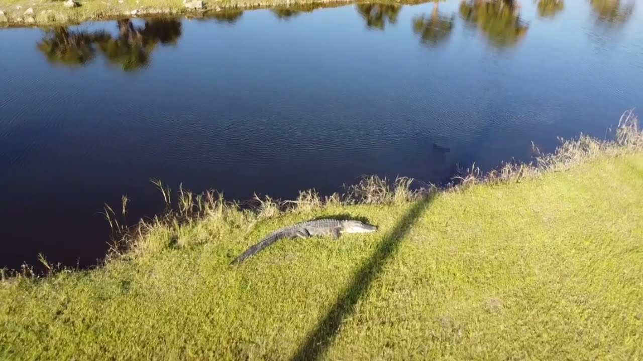 Bathroom break at the Truck Stop and Gators&hellip;.DJI Mini2 Drone Footage #truckinglifestyle #drone