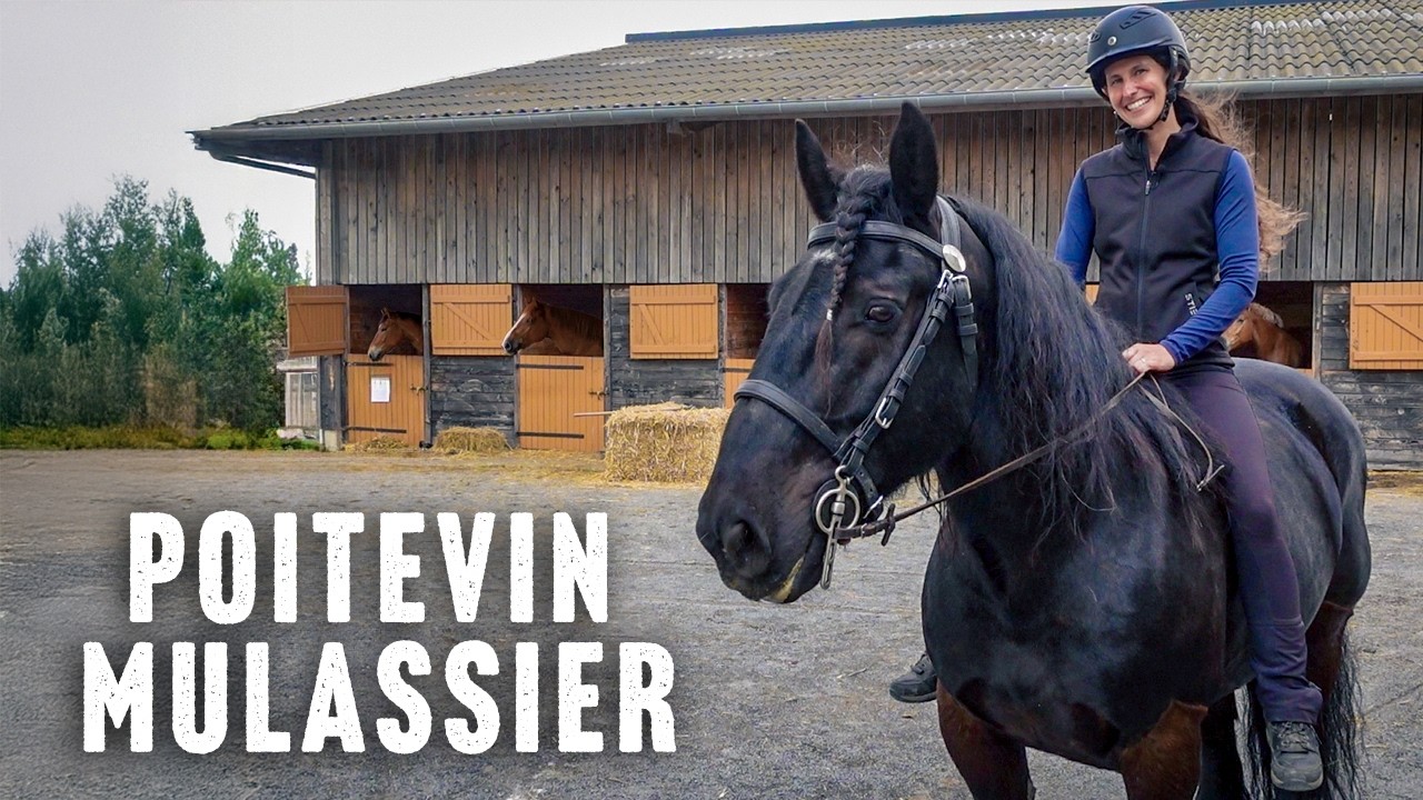 Riding the Poitevin Mulassier Draft Horse in France