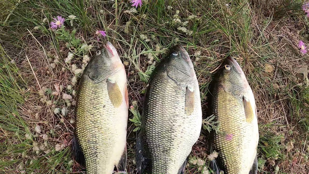 Black Bass(большеротый американский окунь). Водохранилище Tomillar.