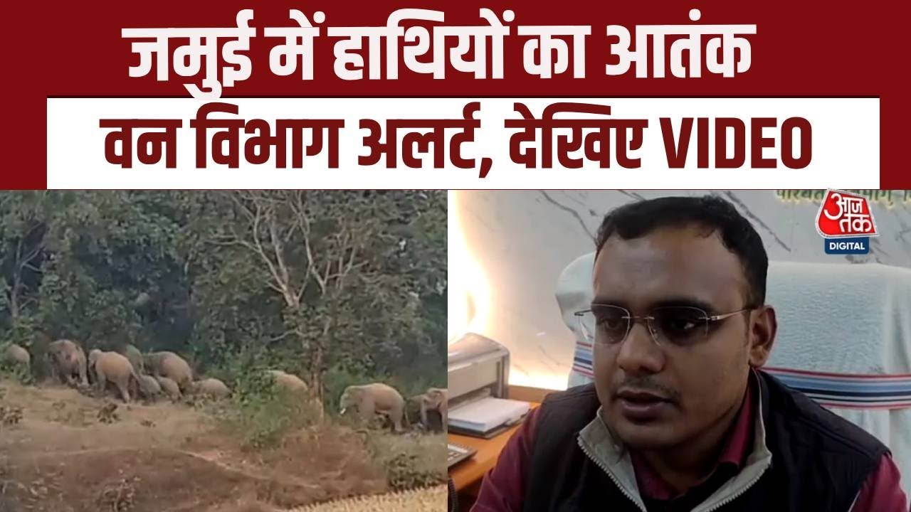 Bihar News: Jamui में Elephants का आतंक! फसल और घरों को पहुंचा रहे नुकसान