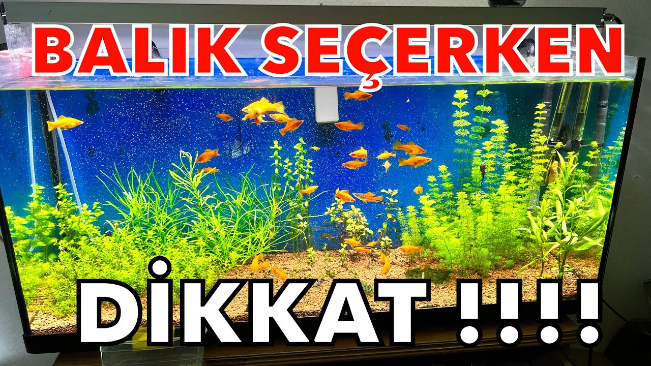 Hangi canlı doğuran türleri ile başlamalıyım ? - canlı doğuran - Lepistes  - #akvaryum #guppy