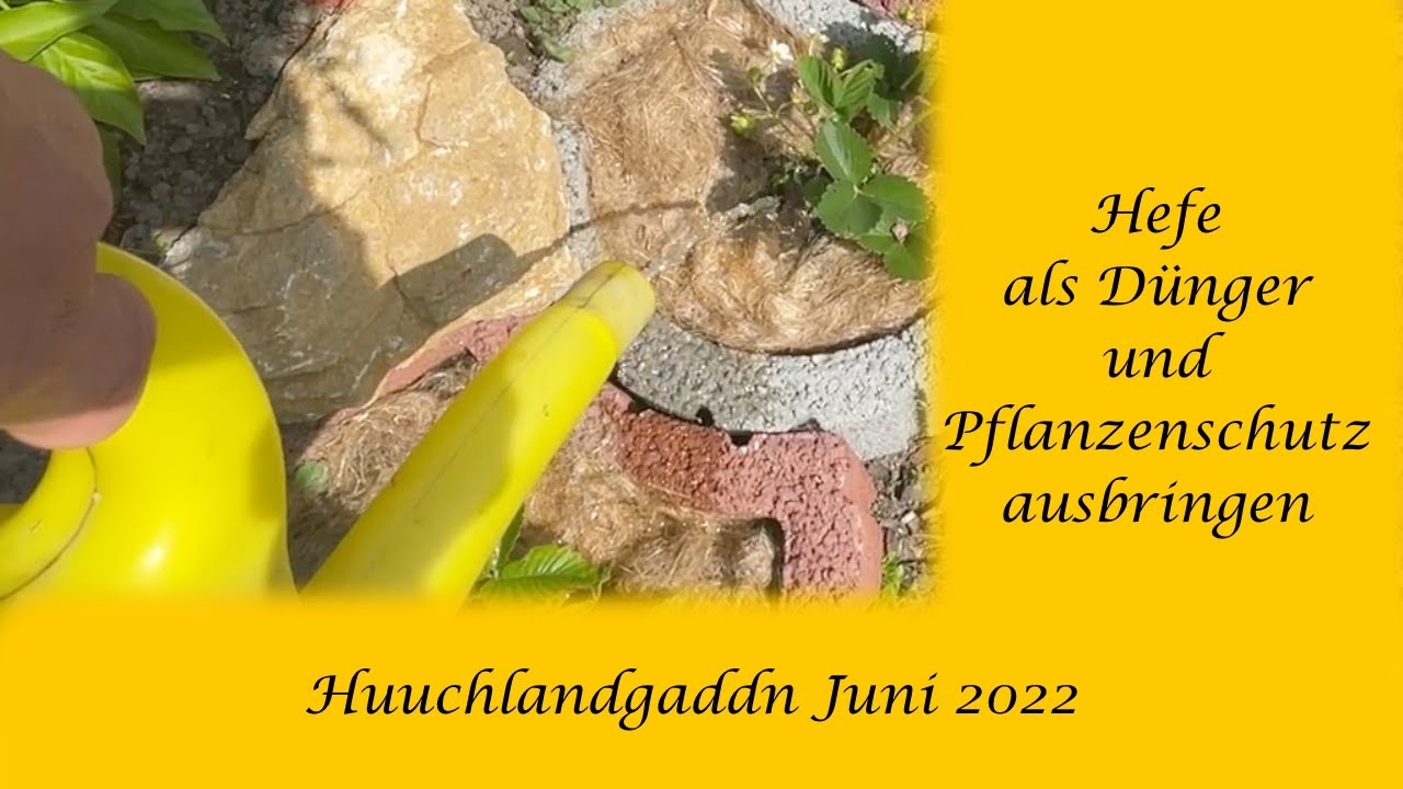 Hefe als Dünger und Pflanzenschutz Altes Hausmittel