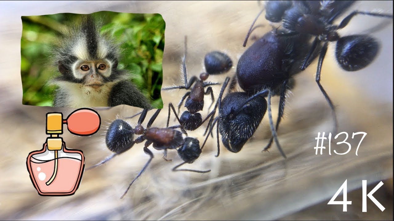 Пахнут ли муравьи? Пушистые ароматные муравьи Camponotus xiangban