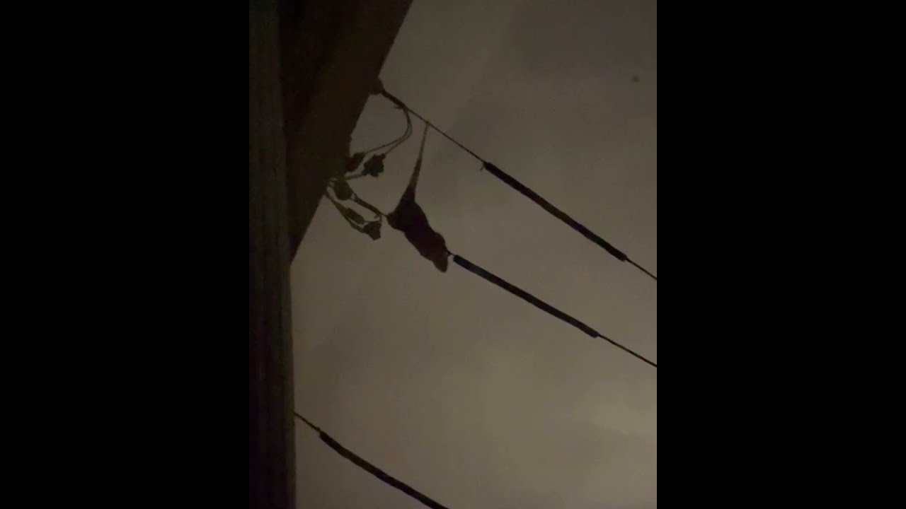 Remove possums from your roof