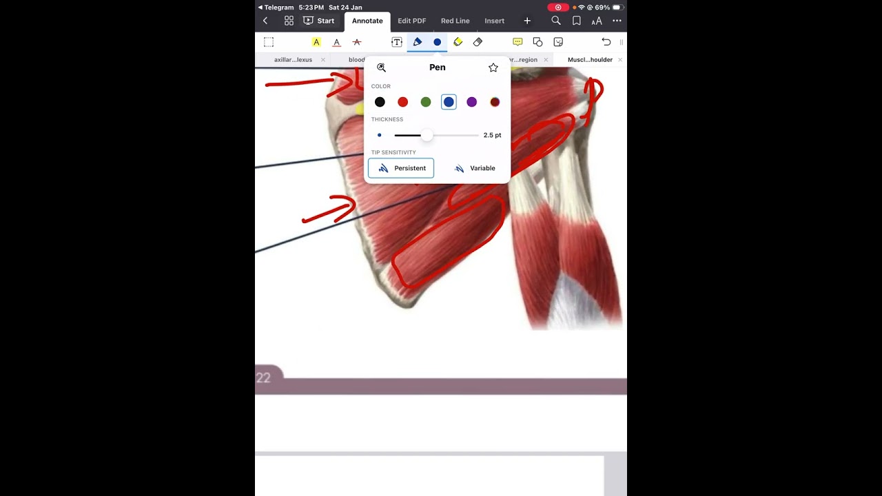 Muscle of shoulder 