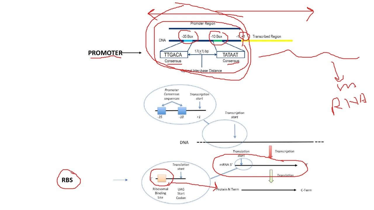 Expression Vector for heterologous gene expression