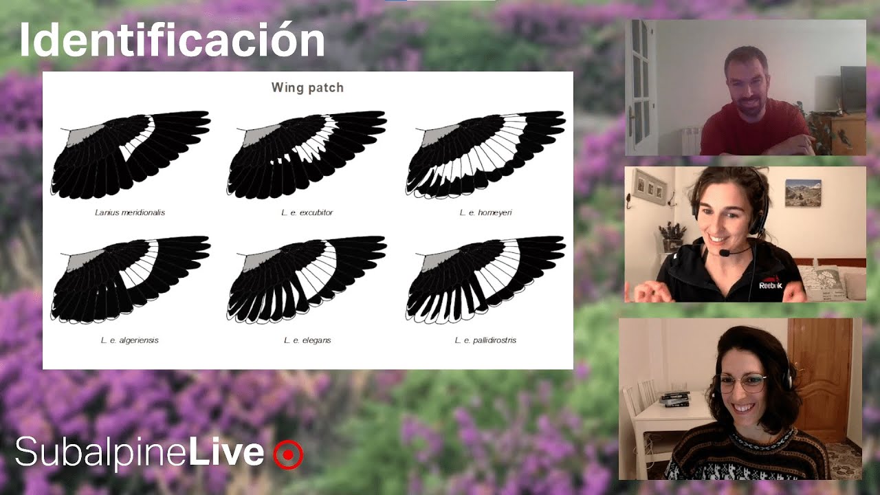 SubalpineLive P16T2 (01/02/23): Turdus ? y L. meridionalis & excubitor + Pajareo en FV con Sarry