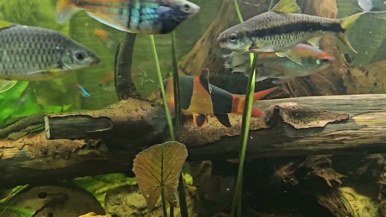 Das Leben in unsren 6 Unterwasserparadiesen 🐠