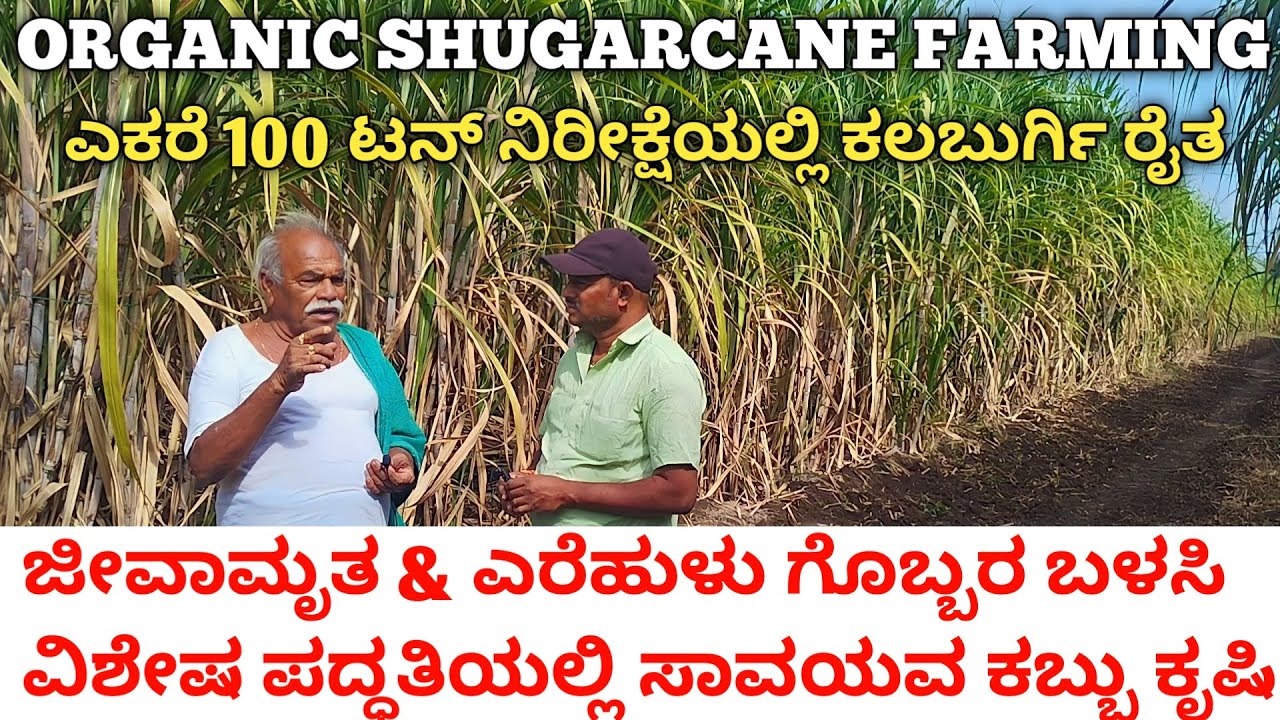 ಸಾವಯವ ಕಬ್ಬು ಕೃಷಿ | ಜೀವಾಮೃತ, ಎರೆಜಲ ಬಳಸಿ 100 ಟನ್ ನಿರೀಕ್ಷೆ | Ring Pit Method Organic Shugarcane Farming