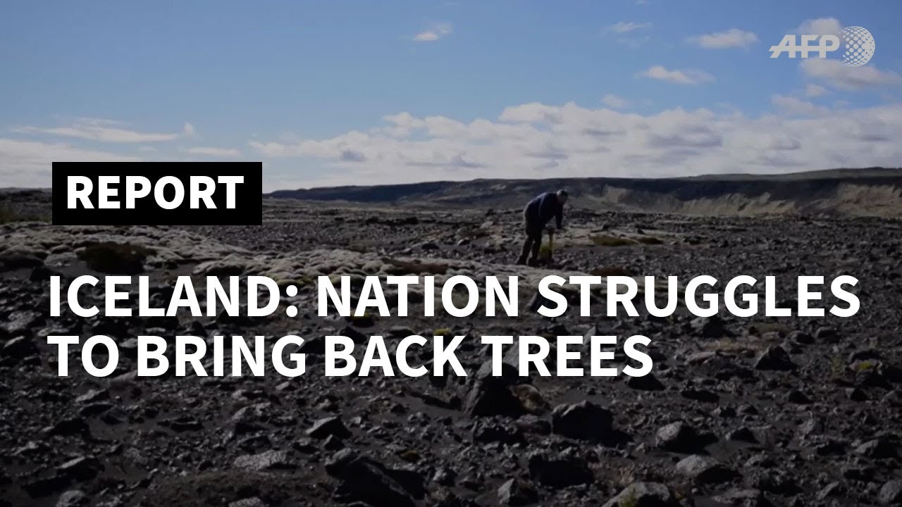 Iceland tries to bring back trees razed by the Vikings | AFP