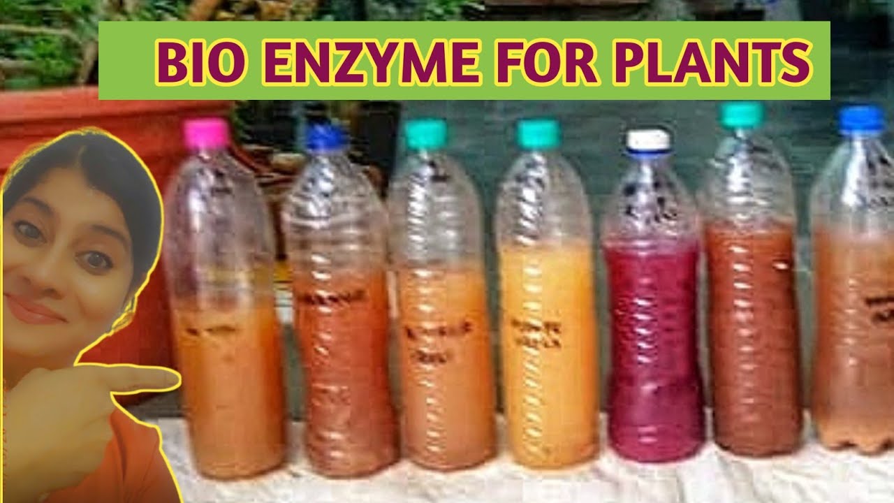 Bio Enzyme For Plants/Bio Enzyme Uses/Bio Enzyme Preperation/Bio Enzyme How To Make/ #hildacrafty