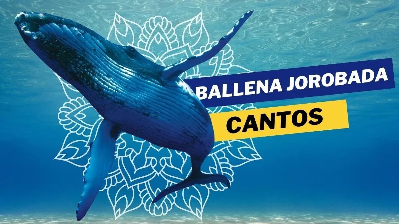 Nadando con ballenas jorobadas 🐋 Sonidos de Ballenas 🌊 Canto de Ballenas ✨