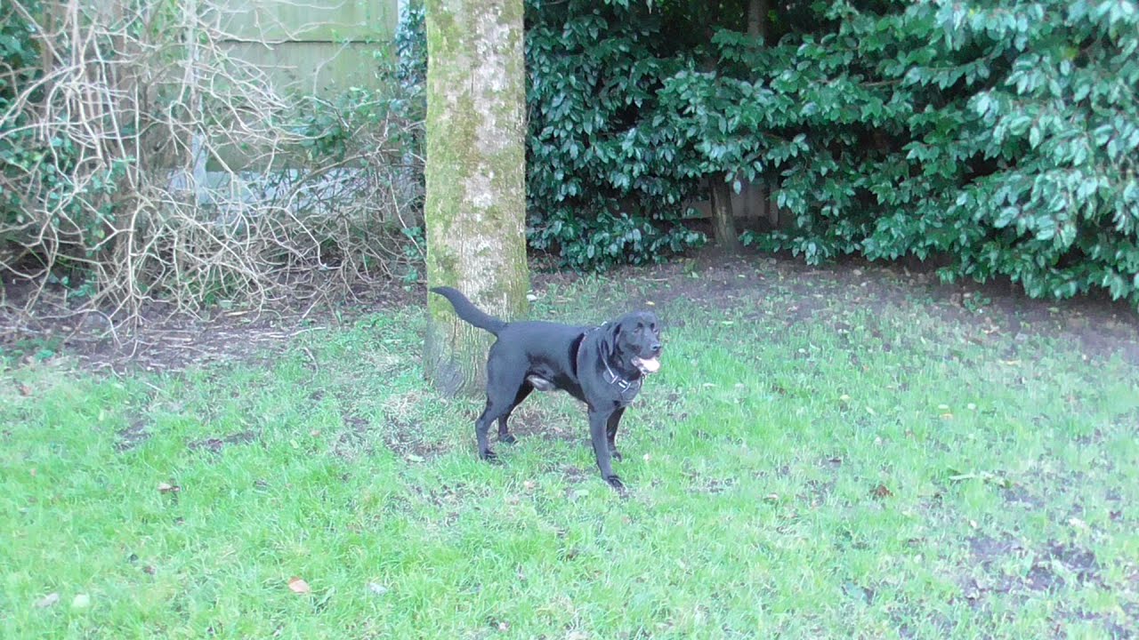 NIKKI BLACK LABRADOR SERIES TWO EPISODE TWO HUNDRED TWENTY TWO     AT  THIRTY TWO  MONTHS  OLD
