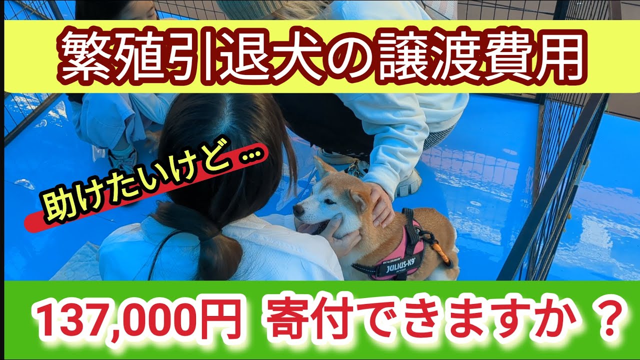 〈新〉譲渡って？譲渡費用から見えてくる動物愛護団体の実態に迫る！ 繁殖引退犬も今は奪い合い？保護犬に関わる闇を考える〈2024年11月版〉#譲渡会#保護犬#繁殖引退犬 #anifare