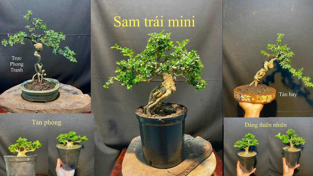 Video 832:Giao lưu bonsai mini các loại giá bình dân sam trái, sam hương indo ,linh sam mini...