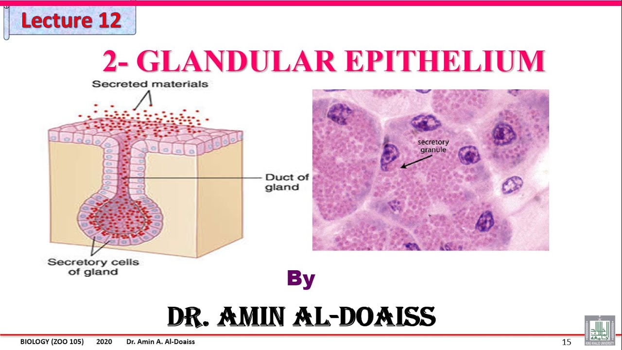 Human Biology: Lecture 12 Histology- Glandular Epithelium + connective tissue