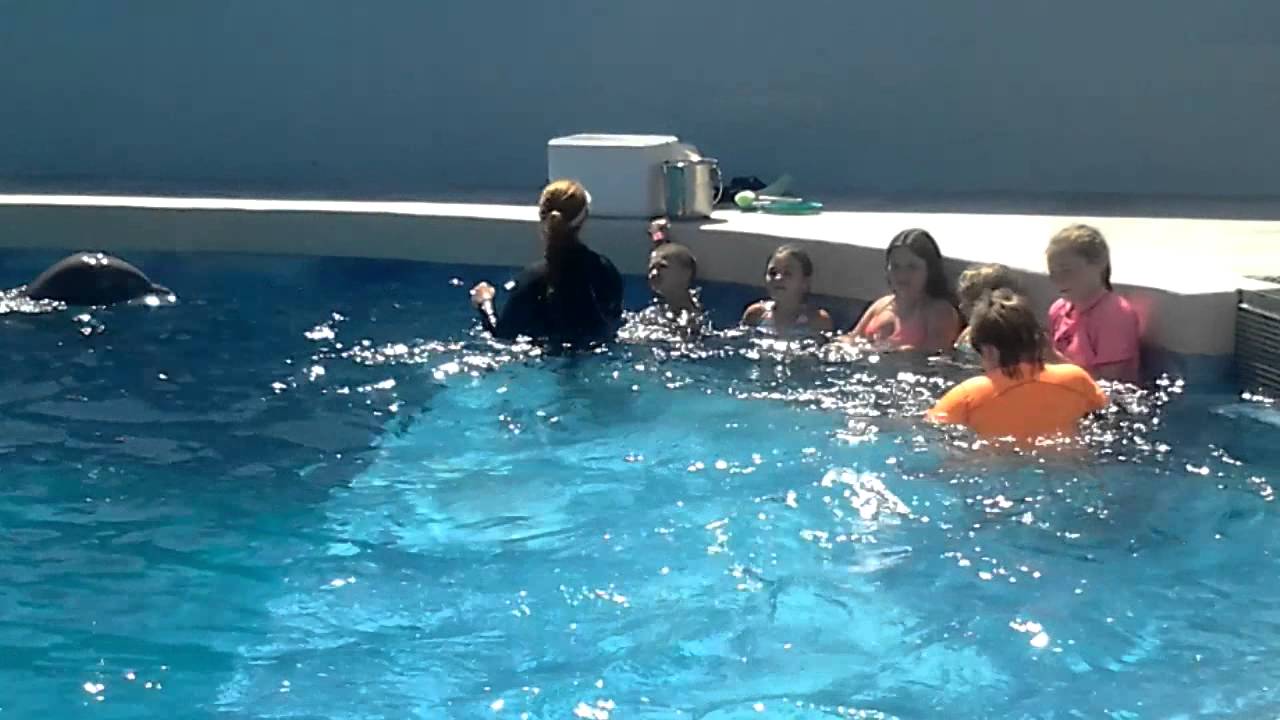 Dolphin Encounter Gulf World Pcb 2015