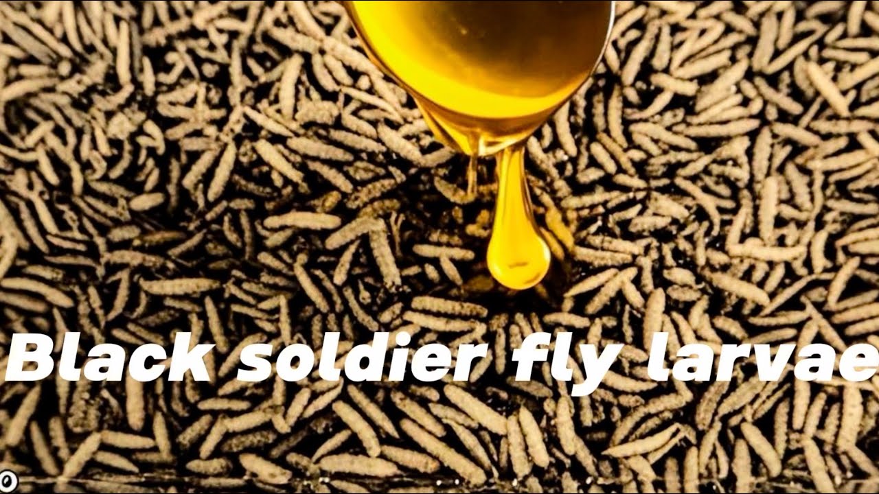 Black soldier fly larvae oil press machine BSF larvae oil expeller #oilpress #blacksoldierfly