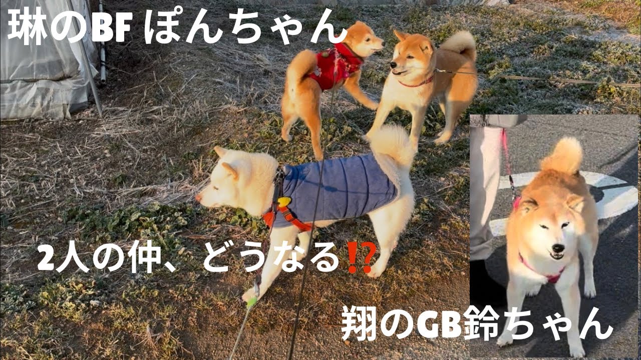 琳、ぽんちゃんとラブラブお散歩#はちゃめちゃブラッシング#柴犬＃白柴＃赤柴＃ご飯#散歩＃ヤンチャガール ＃多頭飼い＃犬のいる生活＃癒し＃可愛い#楽しい1日#8ヶ月＃5才＃鬼嫁＃優夫#犬バカ#あそび#