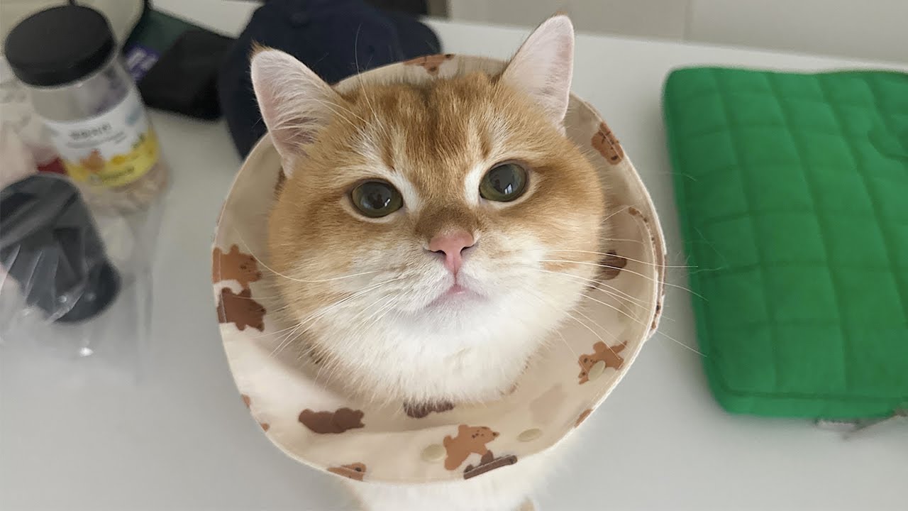 고양이 누가 시크하대요? 플러팅 장인임❣️(고양이의 보은) | 츄르 추천 | 고양이 브이로그