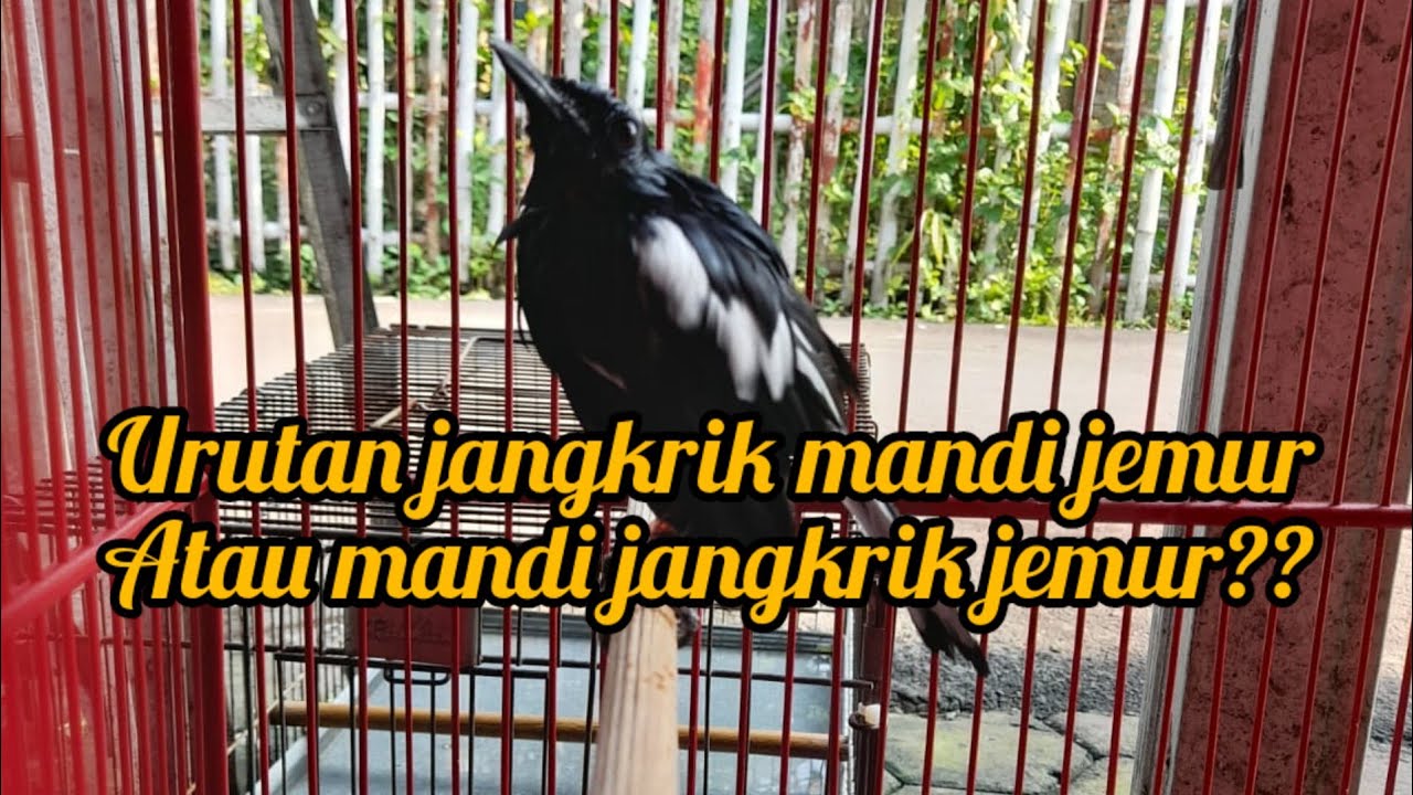 cara memandikan kacer
