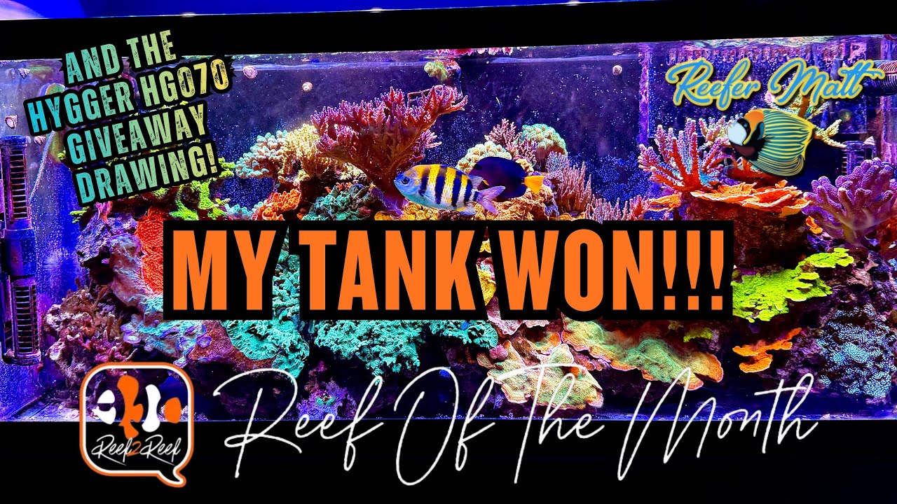 Мой рифовый аквариум, удостоенный награды Reef2Reef и победитель розыгрыша призов Hygger!