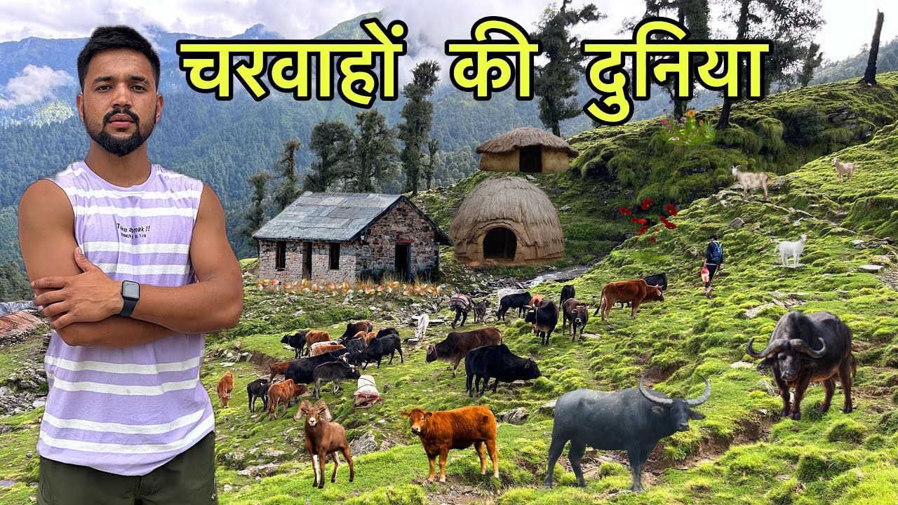 हिमालय में चरवाहों की दुनिया, धरती का स्वर्ग Shepherd Lifestyle vlog | Arjun Khalptia vlogs
