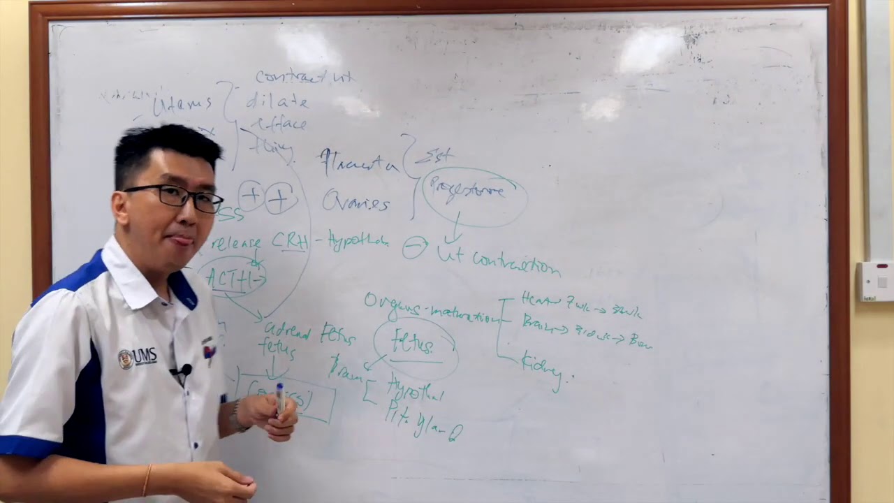 Parturition Physiology Made Ridiculously Easy