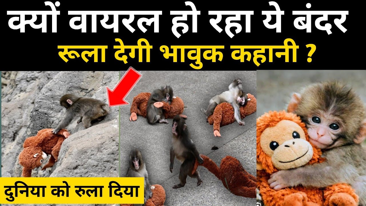 मां ने ठुकराया… तो खिलौने से लिपट गया 😢 Japan के Baby Monkey Punch-Kun की सच्ची कहानी